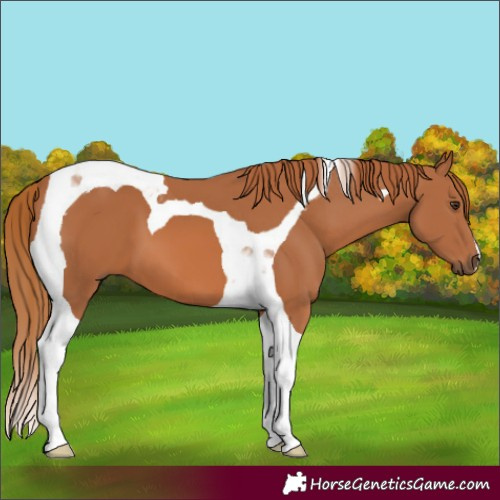 Horse Color:Chestnut Tobiano
