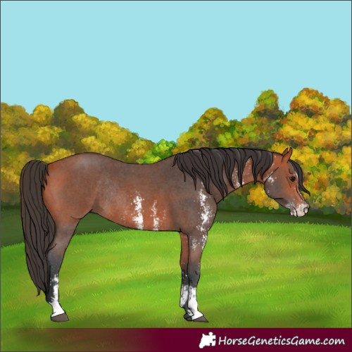 Horse Color:Bay Sabino Rabicano 