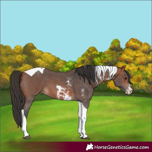 Horse Color:Bay Sabino Tobiano 