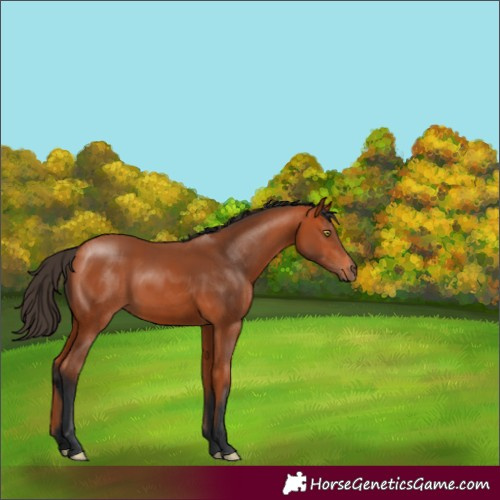 Horse Color:Bay 