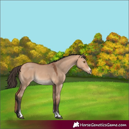 Horse Color:Bay Dun Mushroom Sabino