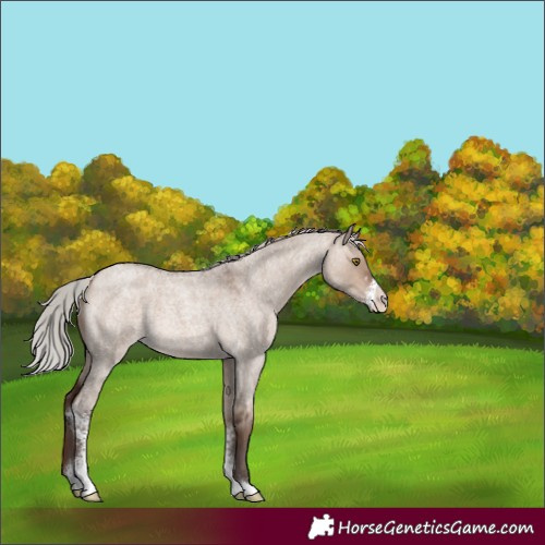 Horse Color:Silver Bay Roan Dun Mushroom Sabino 