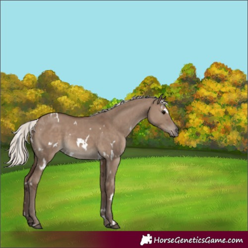 Horse Color:White Spotted Silver Grullo Rabicano 