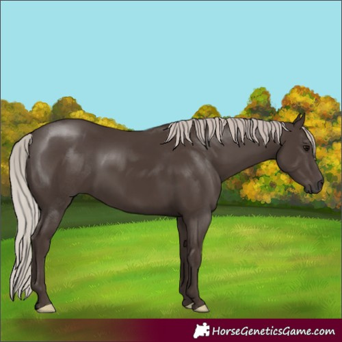 Horse Color:Silver Black 