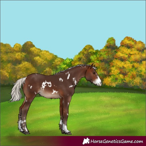 Horse Color:White Spotted Silver Bay Sabino Rabicano 