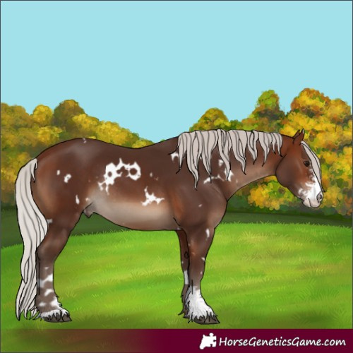 Horse Color:White Spotted Silver Bay Sabino Rabicano 