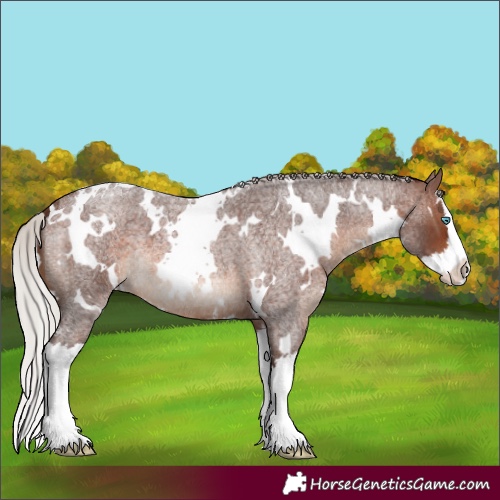 Horse Color:White Spotted Silver Brown Roan Splash