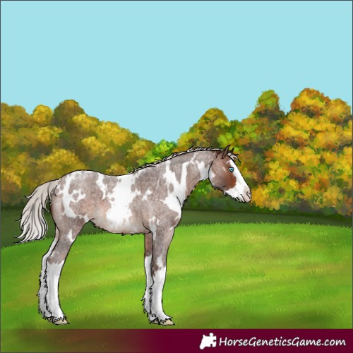 Horse Color:White Spotted Silver Brown Roan Splash 