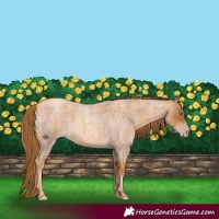 Horse Color:Gray Gold Champagne Roan 