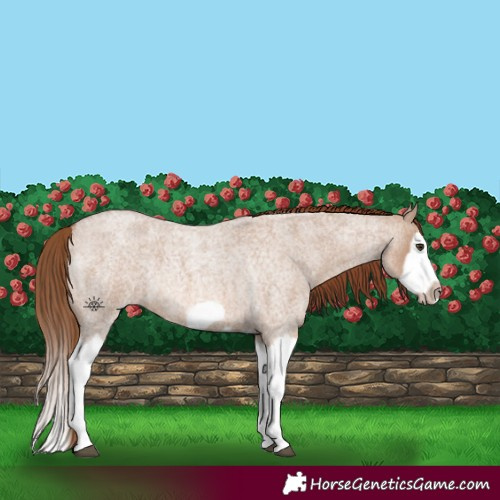 Horse Color:Red Dun Roan Splash Frame Rabicano 