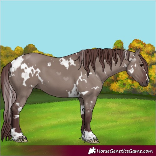 Horse Color:White Spotted Chocolate Grullo 