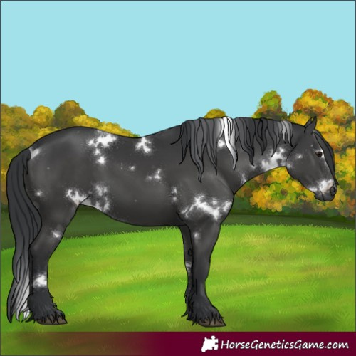 Horse Color:White Spotted Black 