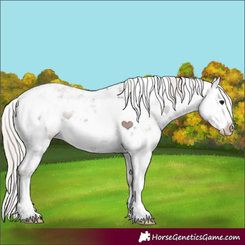 Horse Color:White Spotted Chocolate Silver Black Sabino 