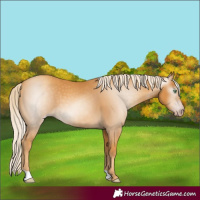 Horse Color:Gray Gold Cream Champagne 