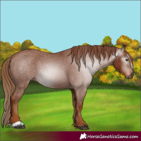Horse Color:Gray Chestnut Varnish