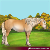 Horse Color:Gray Gold Cream Champagne 