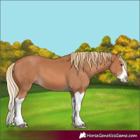 Horse Color:Chestnut Splash