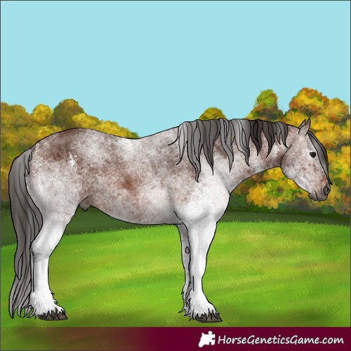 Horse Color:Gray White Spotted Bay