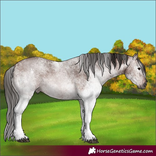 Horse Color:Gray White Spotted Bay 