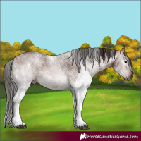 Horse Color:Gray White Spotted Bay