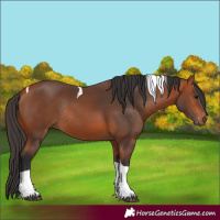 Horse Color:Bay Tobiano Rabicano 