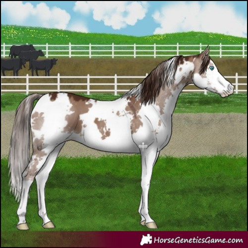 Horse Color:White Spotted Liver Red Dun Splash 