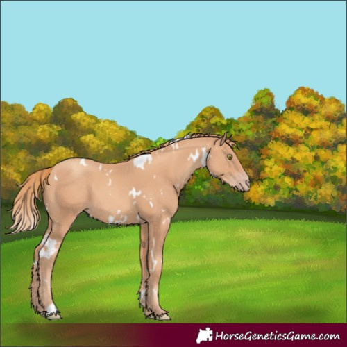 Horse Color:White Spotted Gold Champagne 