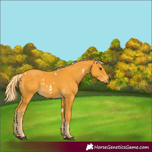 Horse Color:White Spotted Palomino