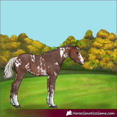 Horse Color:White Spotted Silver Brown Sabino 