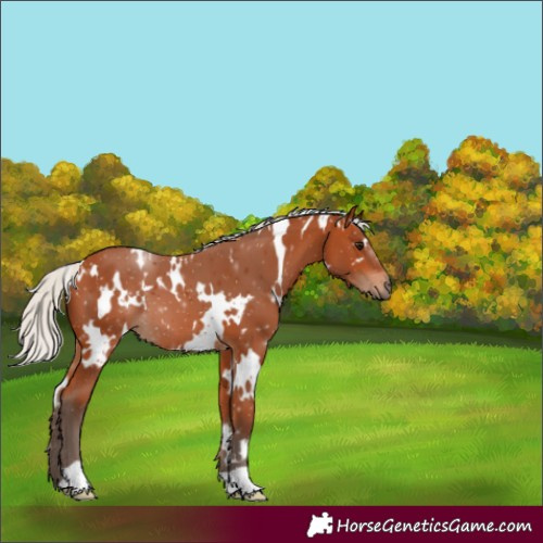 Horse Color:White Spotted Silver Bay