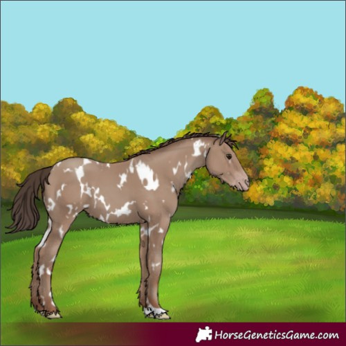 Horse Color:White Spotted Classic Champagne
