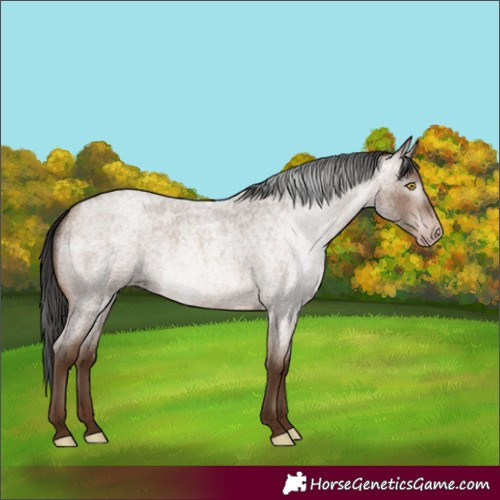 Horse Color:Gray Amber Champagne Roan 