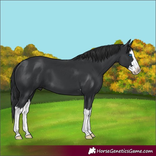 Horse Color:Black Splash 