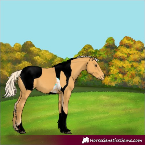Horse Color:ERROR: UNKNOWN ANOMALY