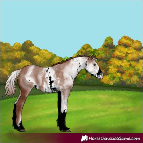 Horse Color:ERROR: UNKNOWN ANOMALY