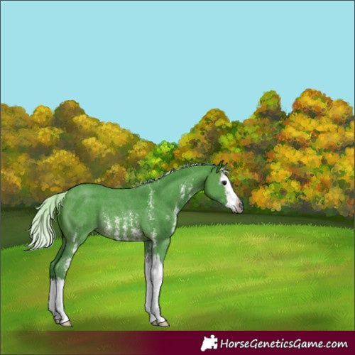 Horse Color:Gray Watercolor Silver Brown Sabino Splash Rabicano