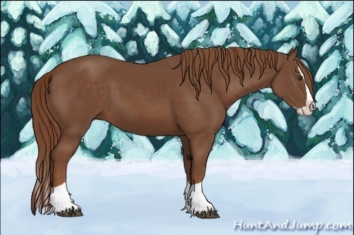 Horse Color:Chestnut Splash 