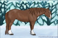 Horse Color:Chestnut Splash 