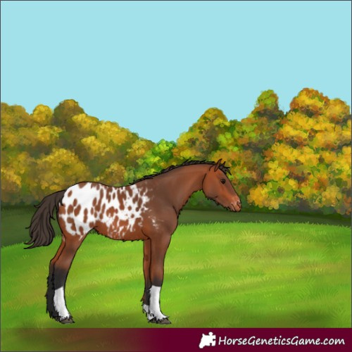 Horse Color:Bay Tobiano Blanket 