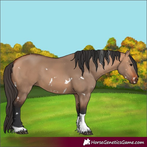 Horse Color:White Spotted Bay Dun Tobiano