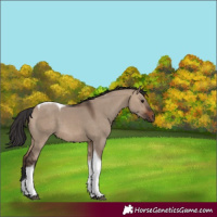 Horse Color:Brown Dun Tobiano 