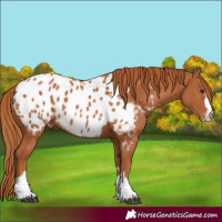 Horse Color:Chestnut Appaloosa