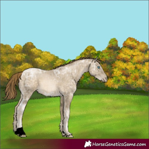 Horse Color:Buckskin Ice Pearl