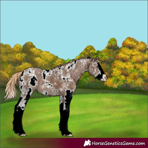 Horse Color:White Spotted Chocolate Palomino Ice Splash 