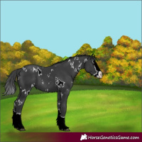 Horse Color:White Spotted Black Splash 