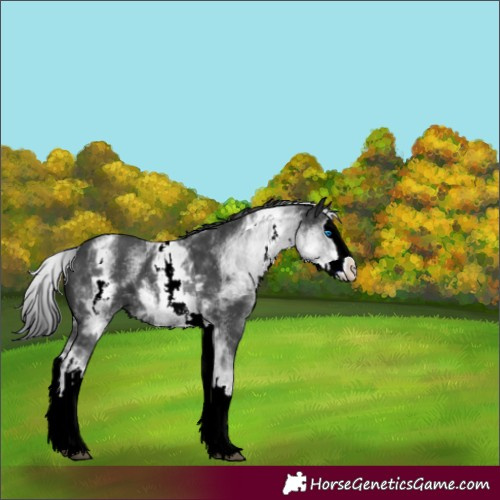 Horse Color:White Spotted Black Splash