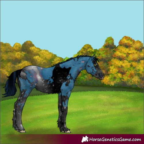 Horse Color:ERROR: UNKNOWN ANOMALY