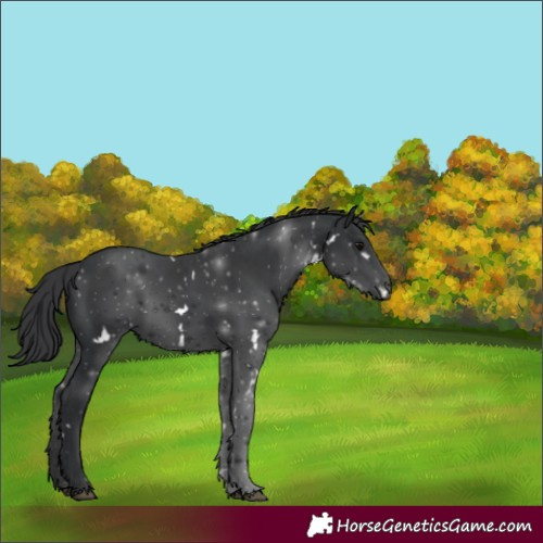 Horse Color:White Spotted Black