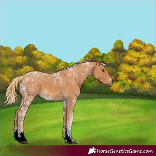 Horse Color:Palomino Ice Sabino 