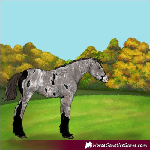 Horse Color:ERROR: UNKNOWN ANOMALY